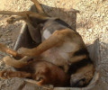 Ανυπολόγιστη η ζημιά από τη δυσφήμιση εξαιτίας της εξόντωσης σκυλιών στην Κάινα Χανίων (βίντεο)